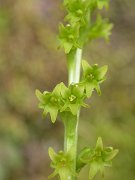 David Plant Photography - Wildlife Photographer - Two-leaved orchid