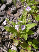 David Plant Photography - Wildlife Photographer - Veronica anagallis-aquatica