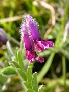 David Plant Photography - Wildlife Photographer - Vicia benghalensis