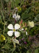 David Plant Photography - Wildlife Photographer - Wild radish
