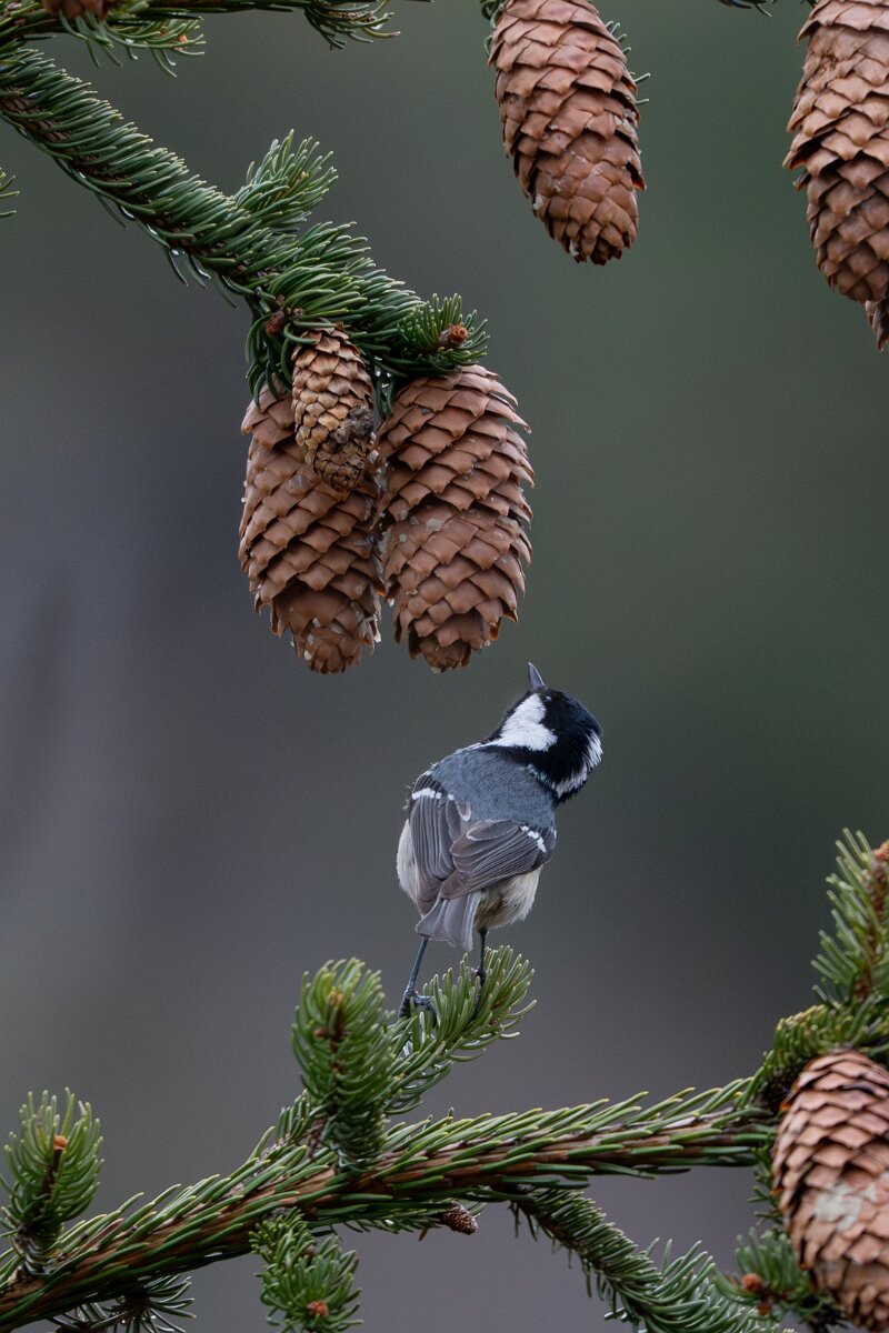 David Plant Photography - Switzerland - Coal tit - B.jpg - Coal tit - Venthône