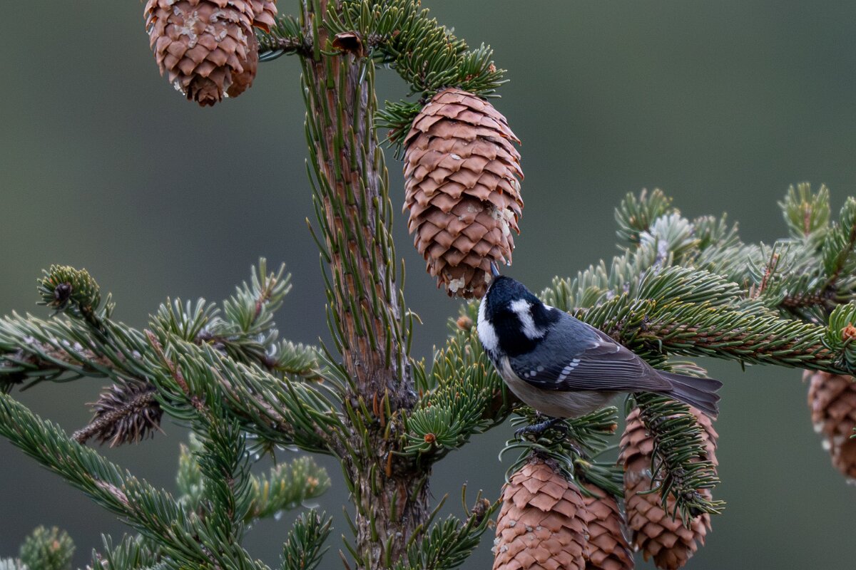 David Plant Photography - Switzerland - Coal tit - E.jpg - Coal tit - Venthône