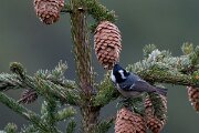 David Plant Photography - Switzerland - Coal tit - E