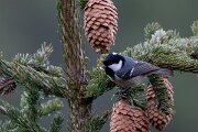David Plant Photography - Switzerland - Coal tit - F