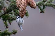 David Plant Photography - Switzerland - Coal tit - H