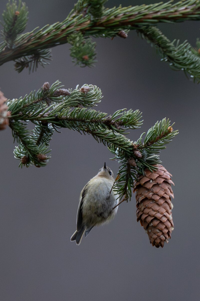 David Plant Photography - Switzerland - Goldcrest - B.jpg - Goldcrest - Venthône