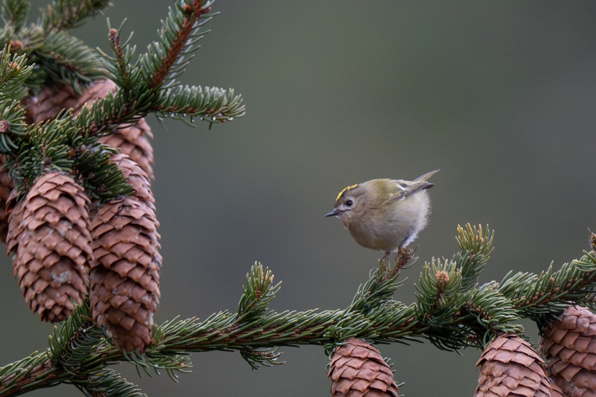 David Plant Photography - Switzerland - Goldcrest - F.jpg - Goldcrest - Venthône