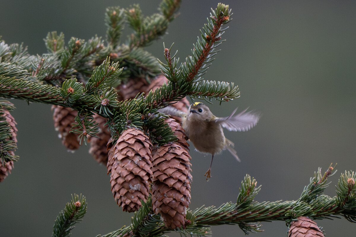 David Plant Photography - Switzerland - Goldcrest - G.jpg - Goldcrest - Venthône