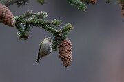 David Plant Photography - Switzerland - Goldcrest - A