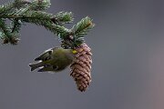 David Plant Photography - Switzerland - Goldcrest - C