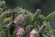 David Plant Photography - Switzerland - Goldcrest - I