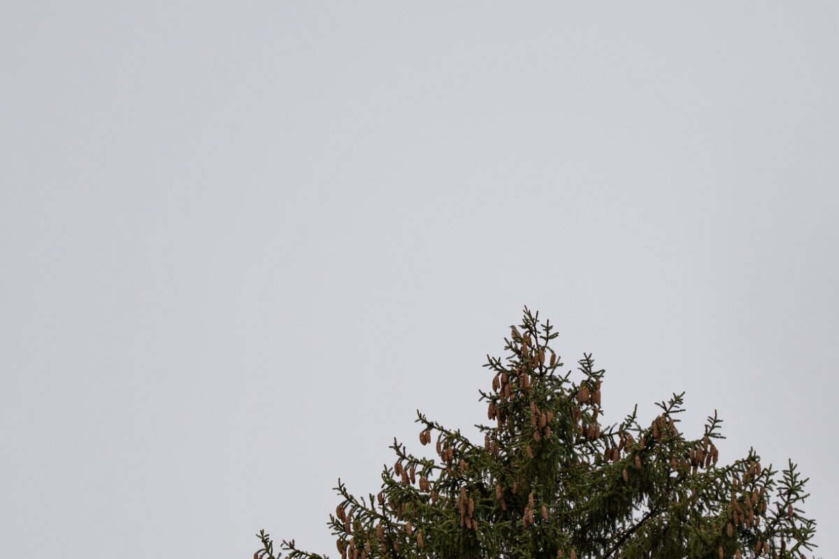 David Plant Photography - Switzerland - Mistle thrush - A.jpg - Mistle thrush - Venthône