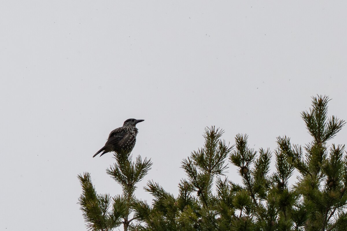 David Plant Photography - Switzerland - Spotted nutcracker - C.jpg - Spotted nutcracker - La Forét des Roussess, Lac de Tseuzier