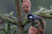 Coal tit