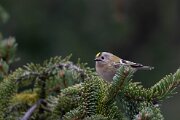 Goldcrest