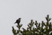 Spotted nutcracker