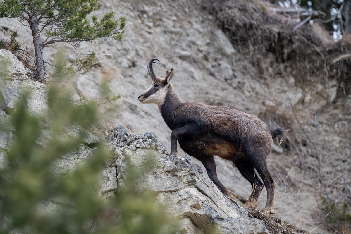 David Plant Photography - Switzerland - Alpine chamois, Rupicapra rupicapra rupicapra - C.jpg - Alpine chamois, Rupicapra rupicapra rupicapra - La Forét des Roussess, Lac de Tseuzier