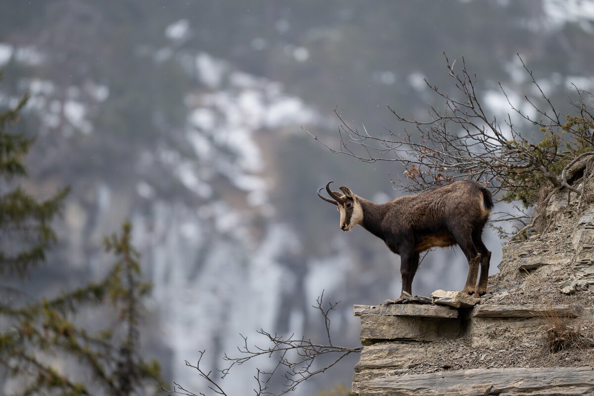 David Plant Photography - Switzerland - Alpine chamois, Rupicapra rupicapra rupicapra - H.jpg - Alpine chamois, Rupicapra rupicapra rupicapra - La Forét des Roussess, Lac de Tseuzier