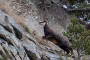 David Plant Photography - Switzerland - Alpine chamois, Rupicapra rupicapra rupicapra - D