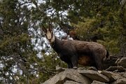 David Plant Photography - Switzerland - Alpine chamois, Rupicapra rupicapra rupicapra - G