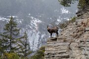 David Plant Photography - Switzerland - Alpine chamois, Rupicapra rupicapra rupicapra - J