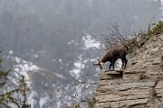 David Plant Photography - Switzerland - Alpine chamois, Rupicapra rupicapra rupicapra - K