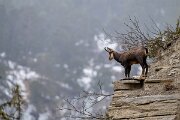 David Plant Photography - Switzerland - Alpine chamois, Rupicapra rupicapra rupicapra - L