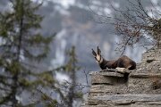 David Plant Photography - Switzerland - Alpine chamois, Rupicapra rupicapra rupicapra - M