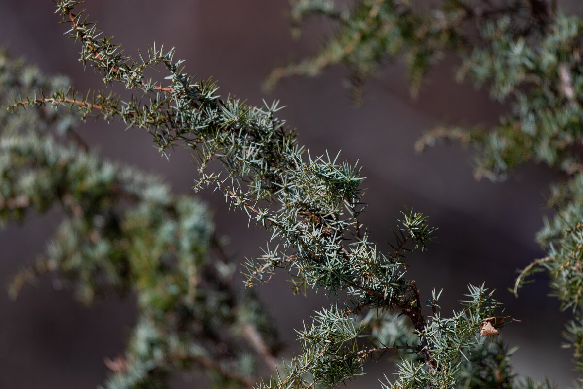 David Plant Photography - Switzerland - Common Juniper Juniperus communis - A.jpg - Common Juniper Juniperus communis - Trappenstrasse, Leuk