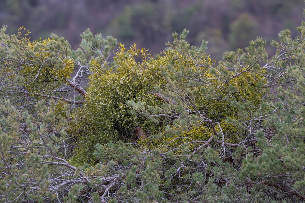 David Plant Photography - Switzerland - European mistletoe, Viscum album austriacum - C.jpg - European mistletoe, Viscum album austriacum - Venthône