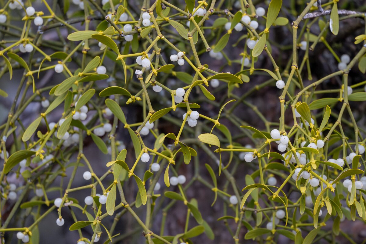 David Plant Photography - Switzerland - European mistletoe, Viscum album austriacum - E.jpg - European mistletoe, Viscum album austriacum - Venthône