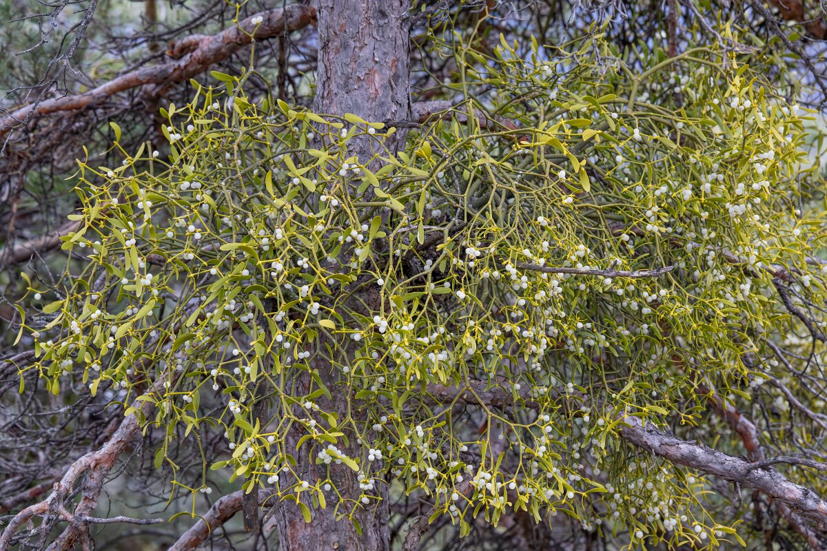 David Plant Photography - Switzerland - European mistletoe, Viscum album austriacum - G.jpg - European mistletoe, Viscum album austriacum - Venthône