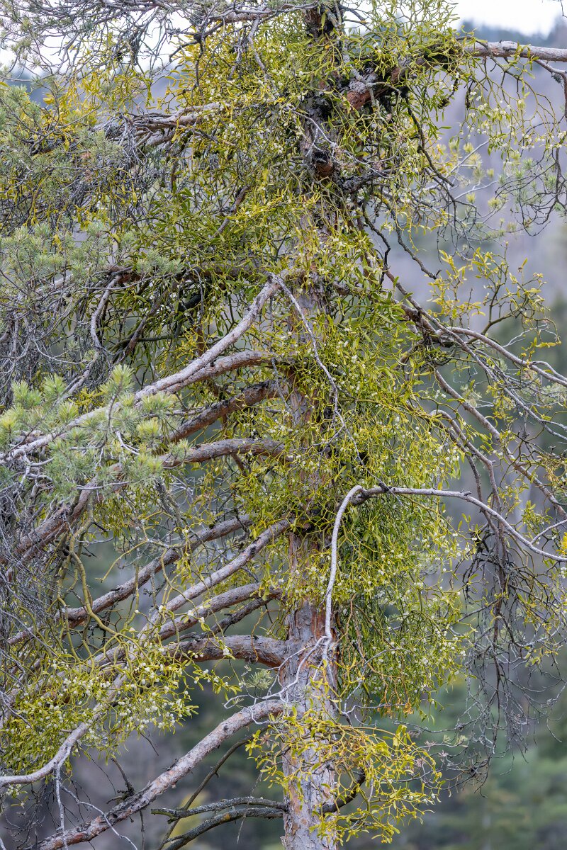 David Plant Photography - Switzerland - European mistletoe, Viscum album austriacum - H.jpg - European mistletoe, Viscum album austriacum - Venthône