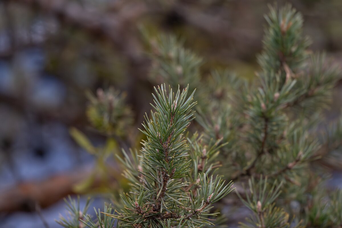 David Plant Photography - Switzerland - Scot's pine, Pinus sylvestris - A.jpg - Scot's pine, Pinus sylvestris - La Forét des Roussess, Lac de Tseuzier