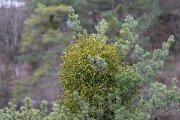 David Plant Photography - Switzerland - European mistletoe, Viscum album austriacum - A