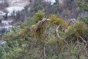 David Plant Photography - Switzerland - European mistletoe, Viscum album austriacum - B