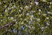 David Plant Photography - Switzerland - European mistletoe, Viscum album austriacum - D