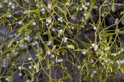 David Plant Photography - Switzerland - European mistletoe, Viscum album austriacum - E