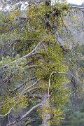 David Plant Photography - Switzerland - European mistletoe, Viscum album austriacum - H