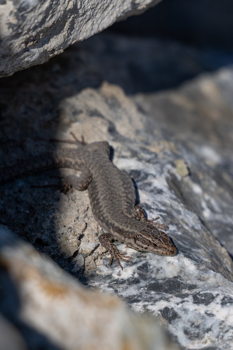 David Plant Photography - Switzerland - Common wall lizard - A.jpg - Common wall lizard, Podarcis muralis - Trappenstrasse, Leuk