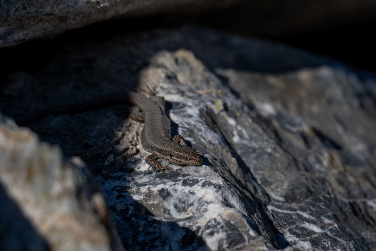 David Plant Photography - Switzerland - Common wall lizard - C.jpg - Common wall lizard, Podarcis muralis - Trappenstrasse, Leuk