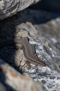 David Plant Photography - Switzerland - Common wall lizard - A