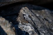 David Plant Photography - Switzerland - Common wall lizard - C
