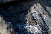 David Plant Photography - Switzerland - Common wall lizard - D