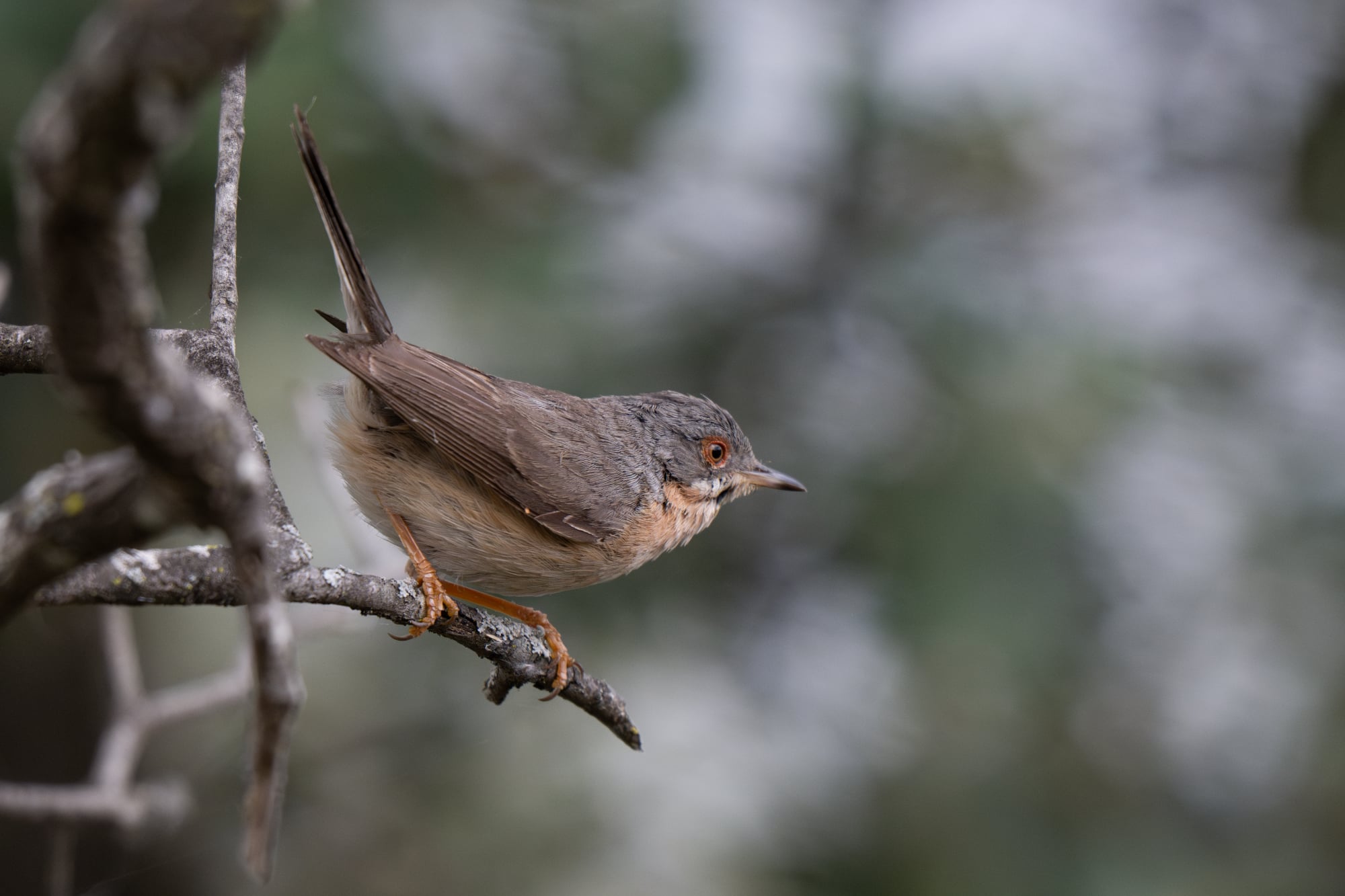 Western subalpine warbler