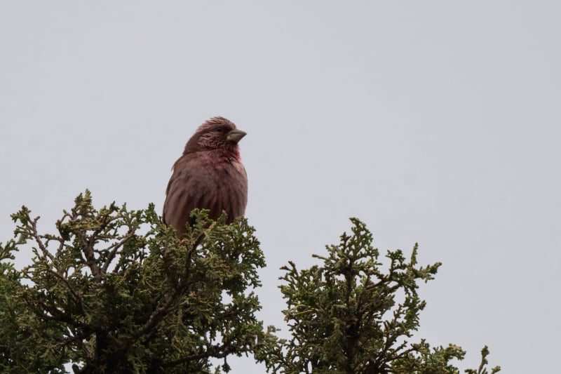 Blyth's rosefinch