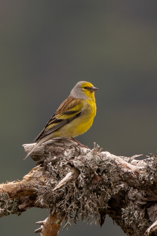 Corsican finch