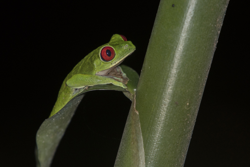 Red-eyed treefrog