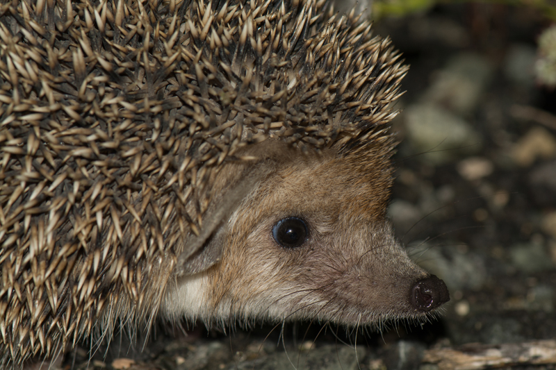 Long-eared hedgehog