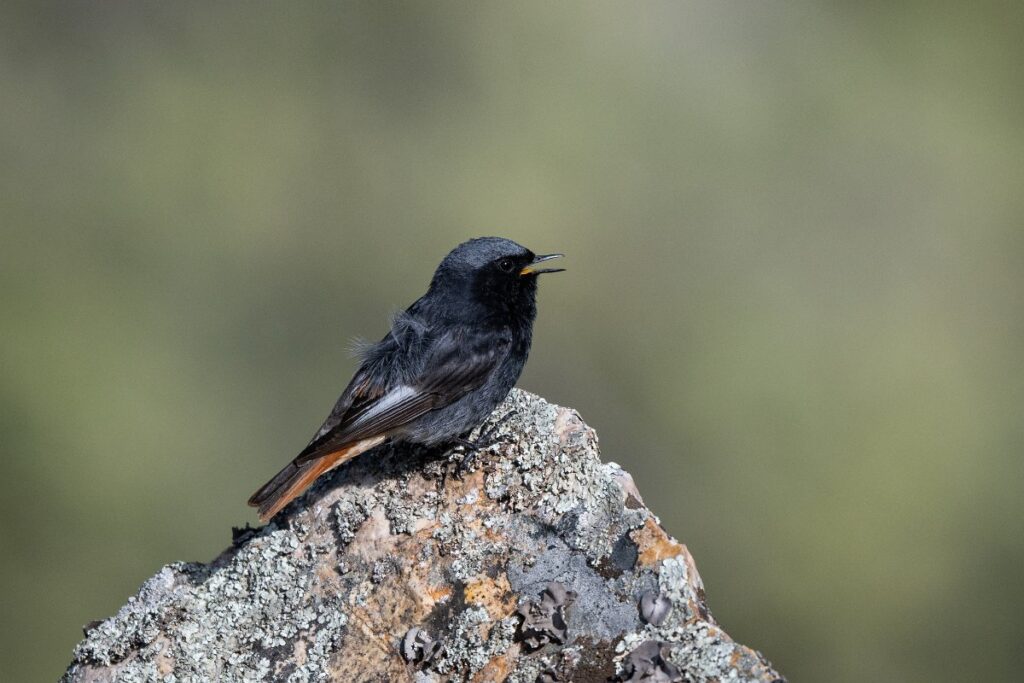 Black redstart